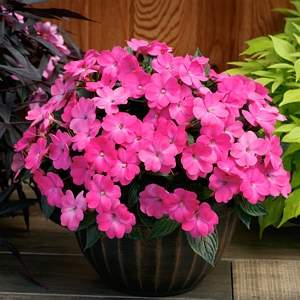 Impatiens Compact Hot Pink SunPatiens